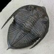 Bumpy Zlichovaspis Trilobite - Great Eye Facets #31044-1